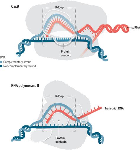 dna cleavage